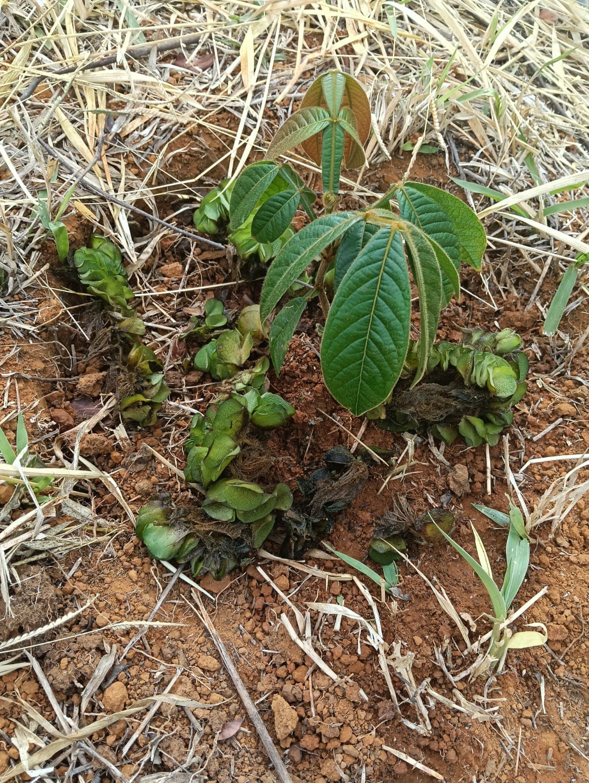 Arbolito recién sembrado en el Bioparque Móncora