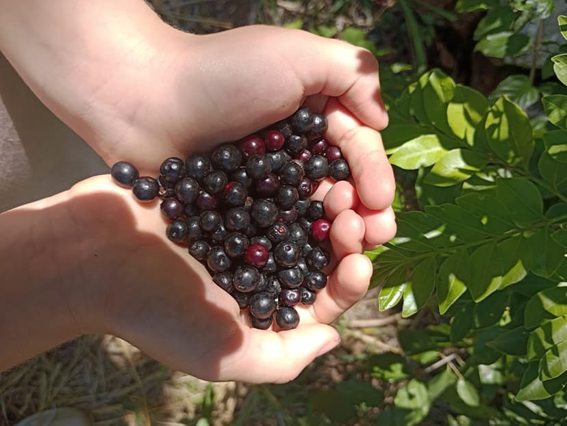 Manos de niña con agraz silvestre