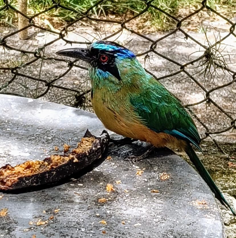 Pájaro Upa en Barichara