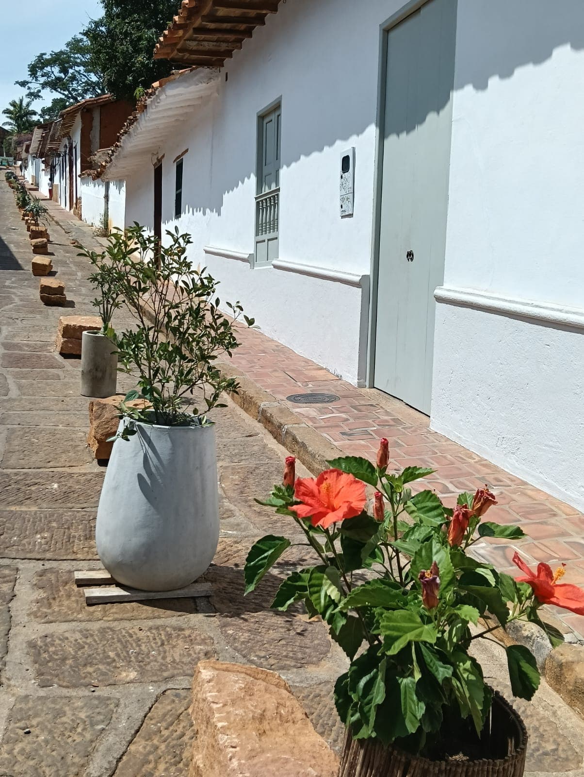 Calle Real de Barichara con sus plantas