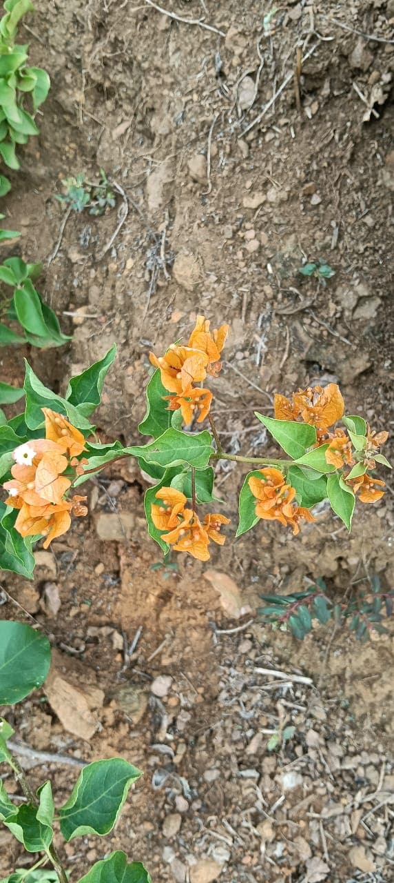 Buganvilla naranja dorada con hojas verdes sobre suelo de tierra en Barichara