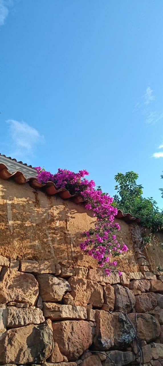 Buganvilla fucsia trepando sobre muro de piedra bajo un cielo azul en Barichara
