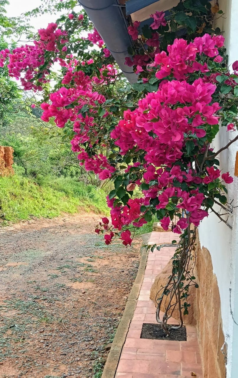 Buganvilla fucsia trepando por fachada blanca en Barichara