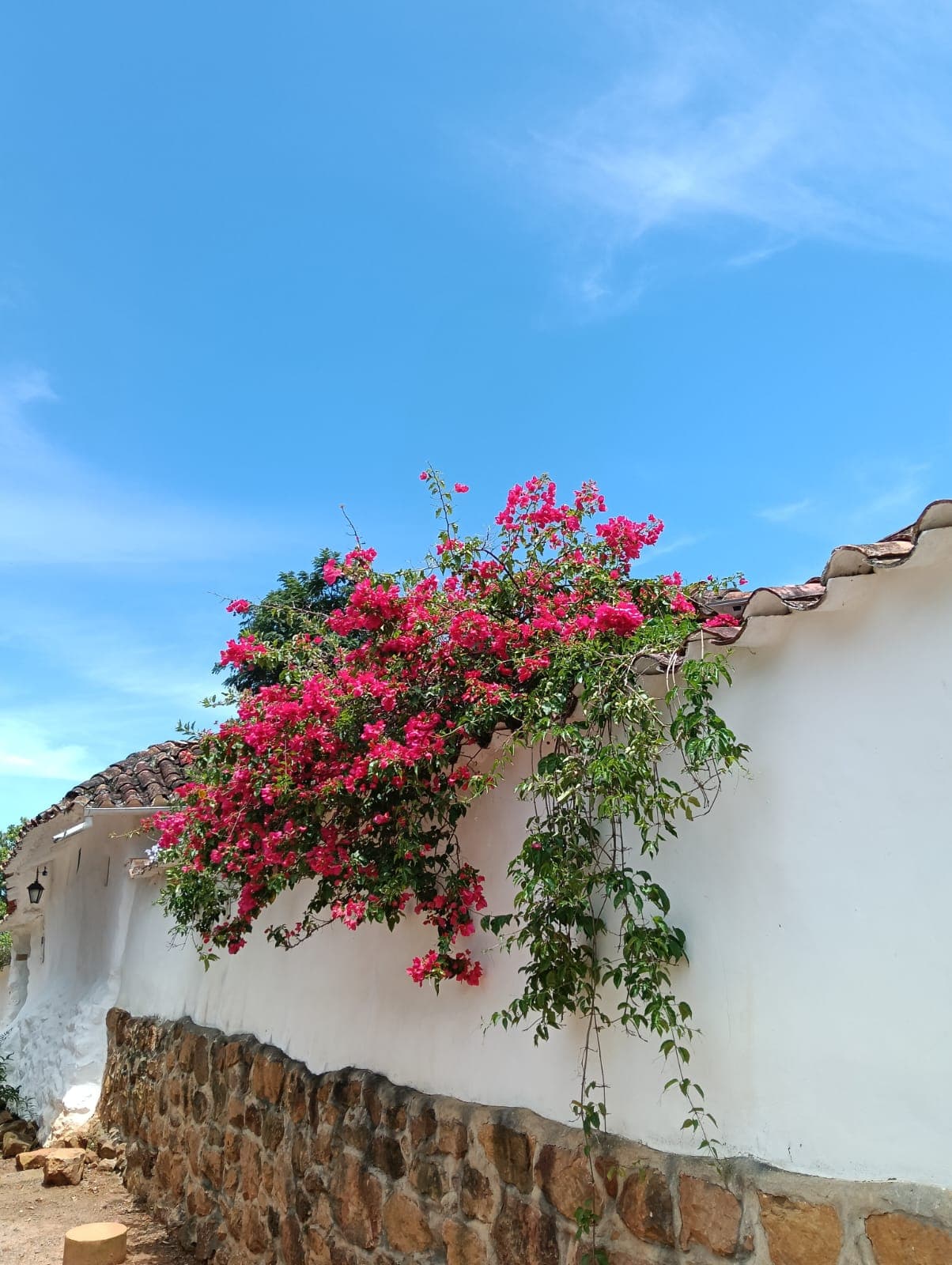 Buganvilla fucsia desbordándose sobre techo colonial de Barichara con cielo azul