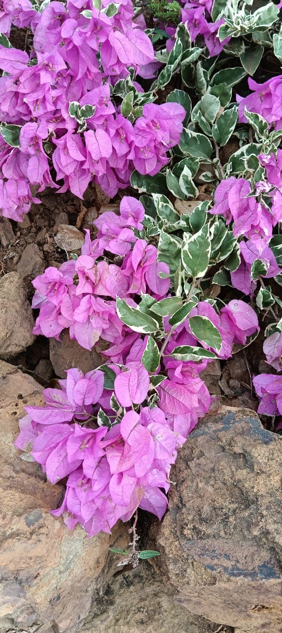 Buganvilla lila con hojas variegadas sobre rocas en Barichara