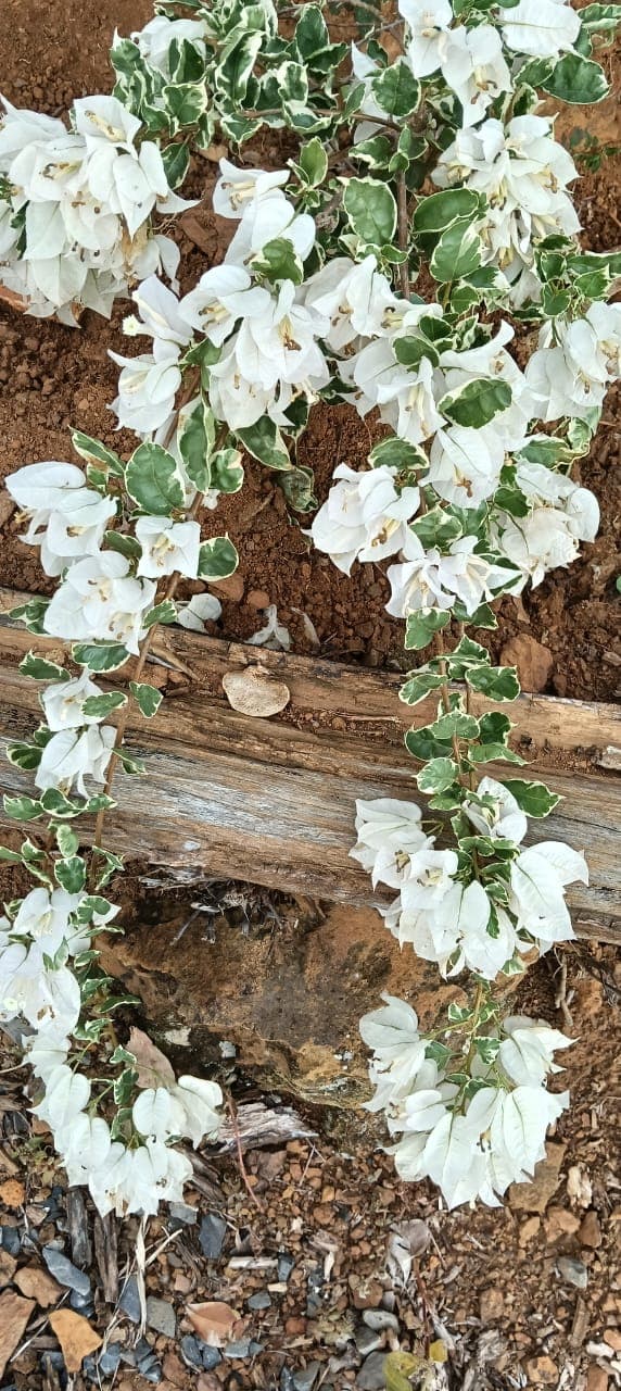 Buganvilla blanca con hojas variegadas sobre vigas de madera