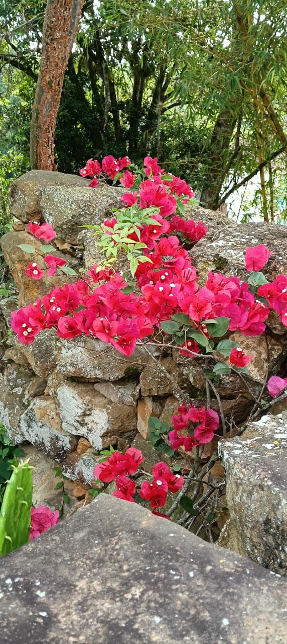 Buganvilla roja carmesí trepando sobre muro de piedra con árboles al fondo