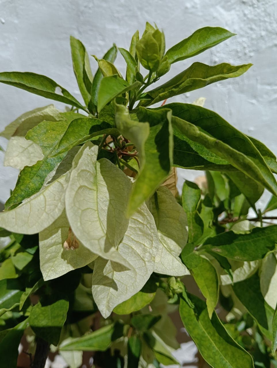 Buganvilla blanca cremosa en primer plano contra pared blanca