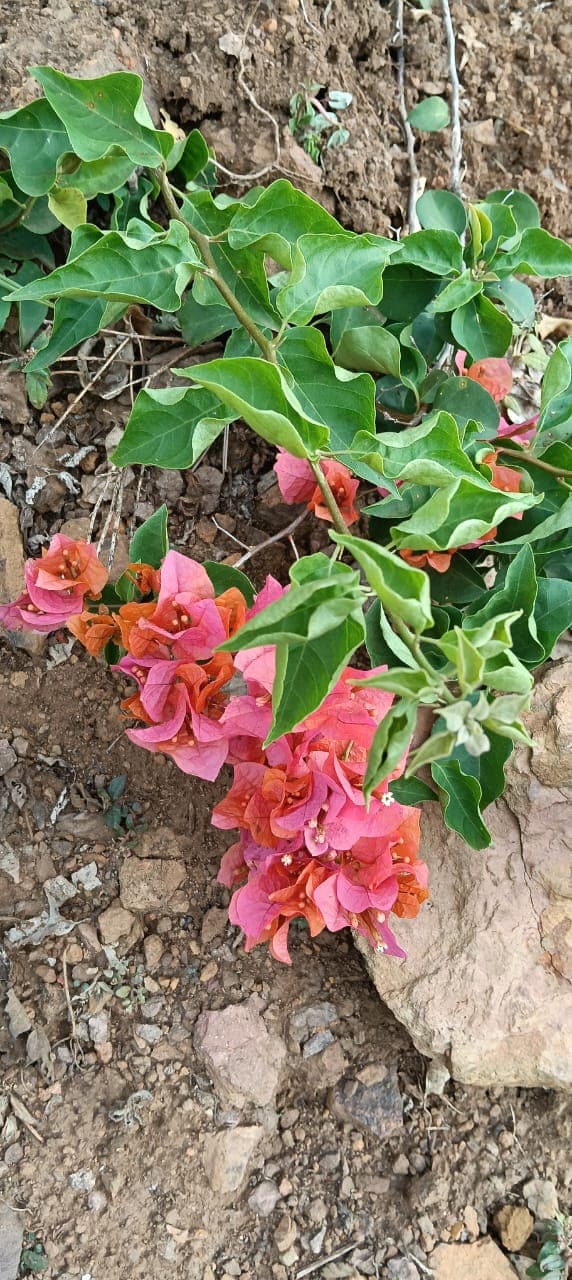 Buganvilla salmón y naranja-rosado en muro de piedra en Barichara