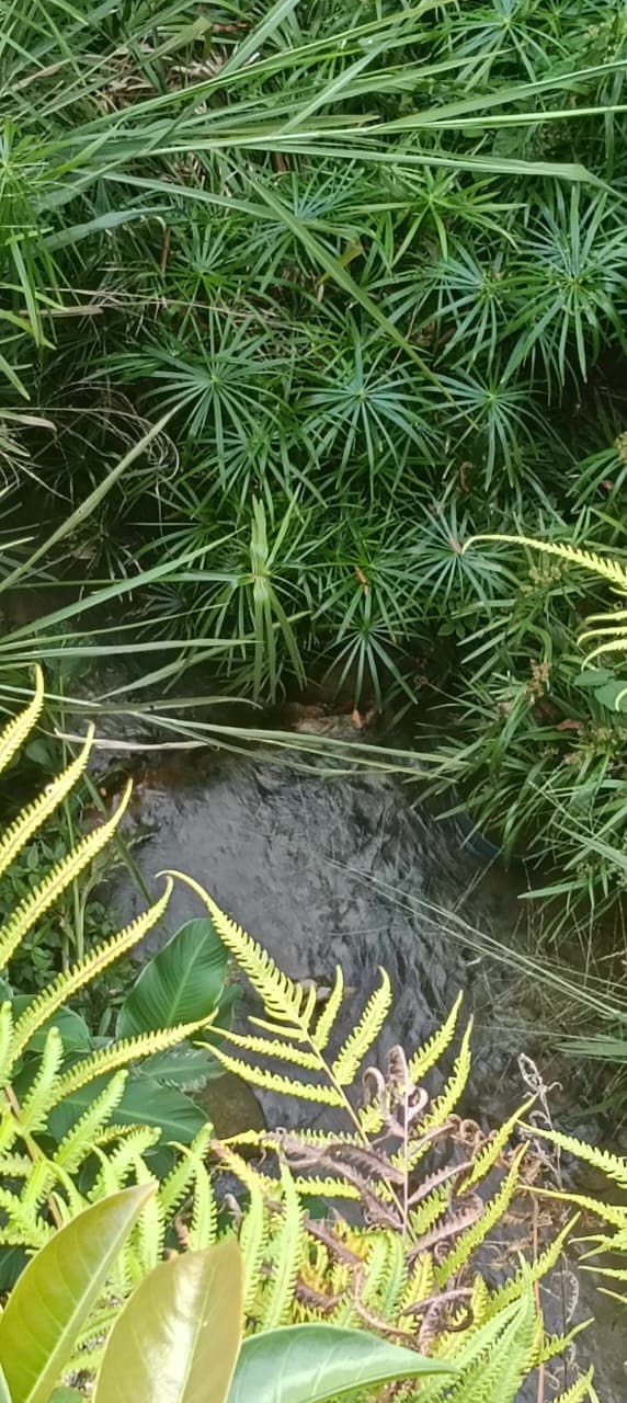 Arroyo rodeado de vegetación verde exuberante con papiros, helechos y plantas tropicales