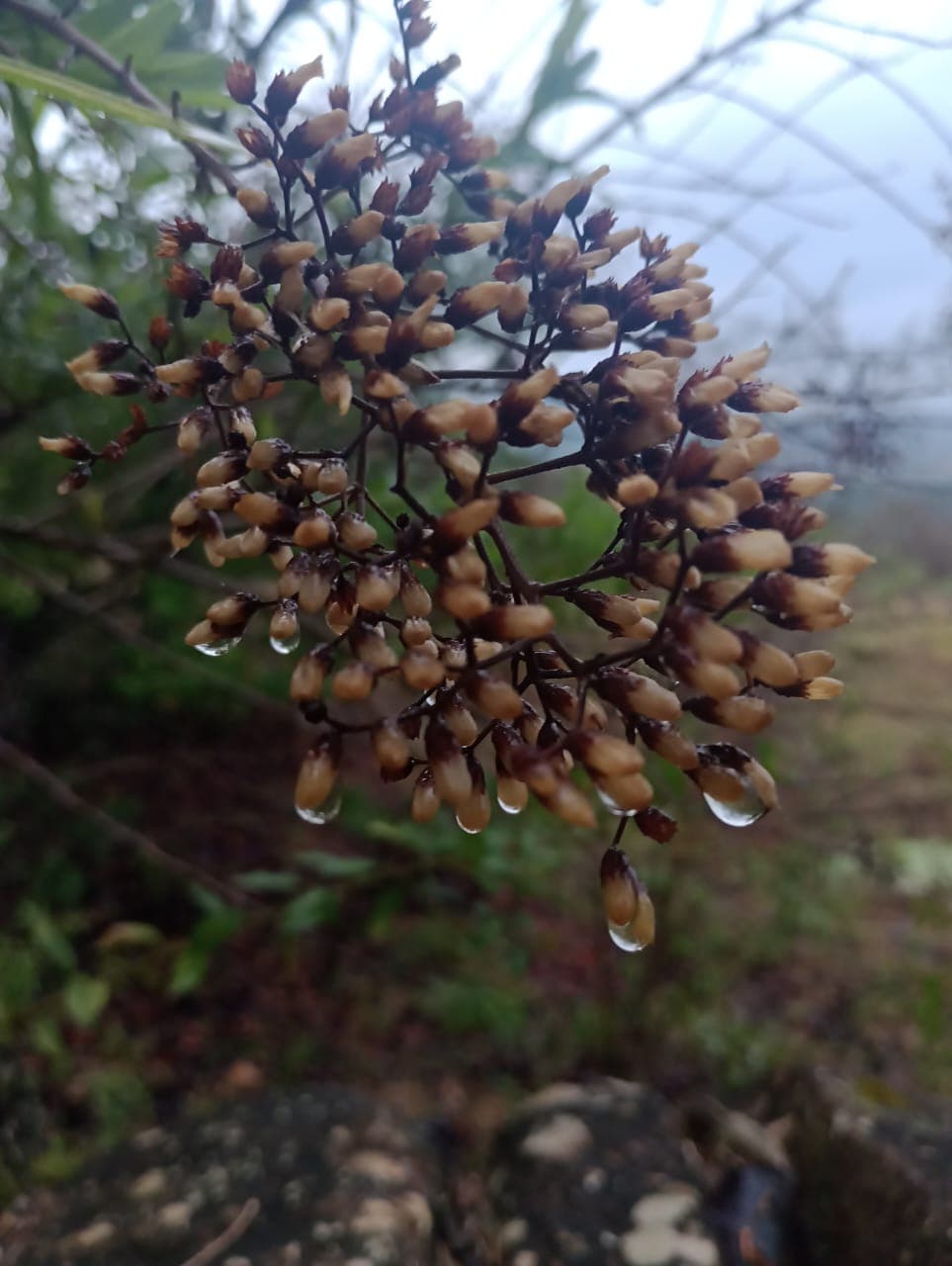 Capullos secos con gotas de agua cristalina colgando, fondo verde neblinoso