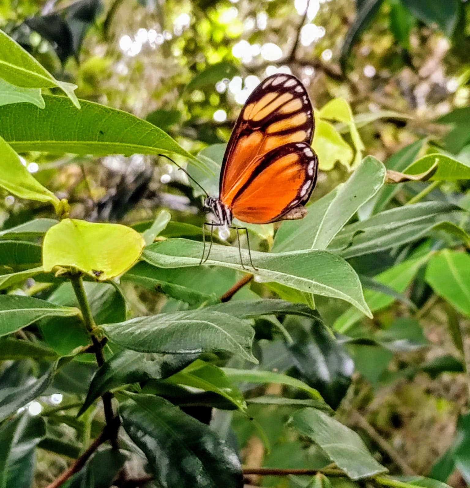 Mariposa naranja posada sobre una hoja verde en Barichara