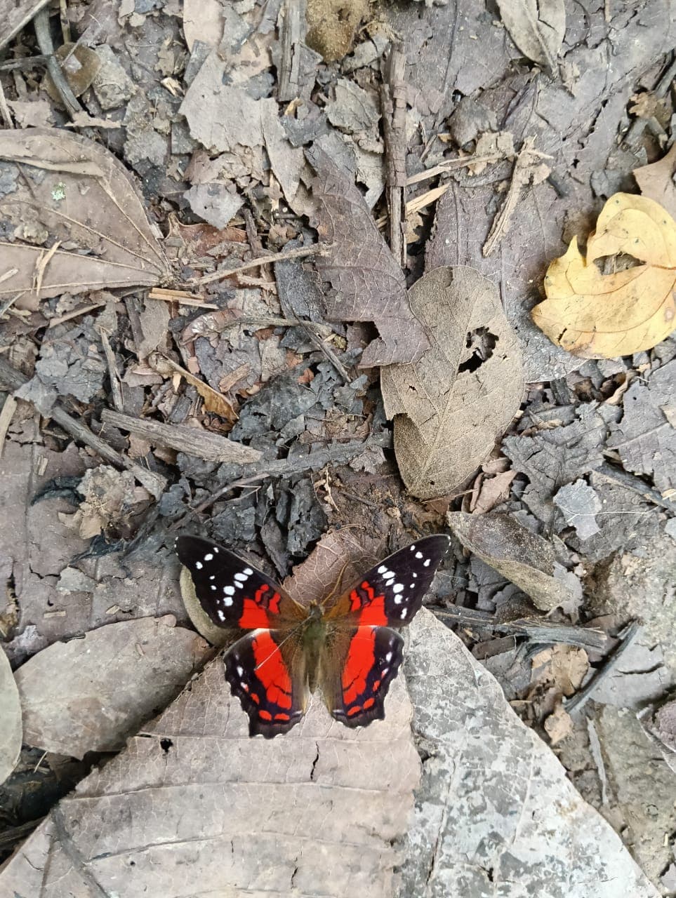 Mariposa roja y negra con alas abiertas sobre hojas secas en el suelo de Barichara
