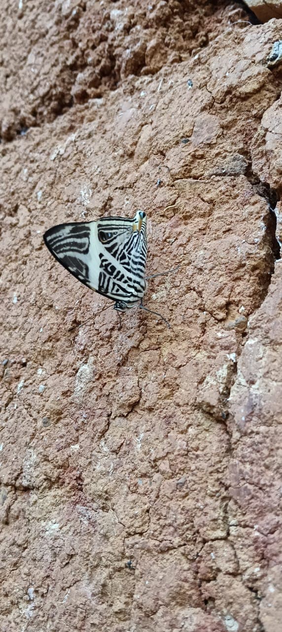 Mariposa blanca con rayas negras posada sobre un muro de barro rojo en Barichara