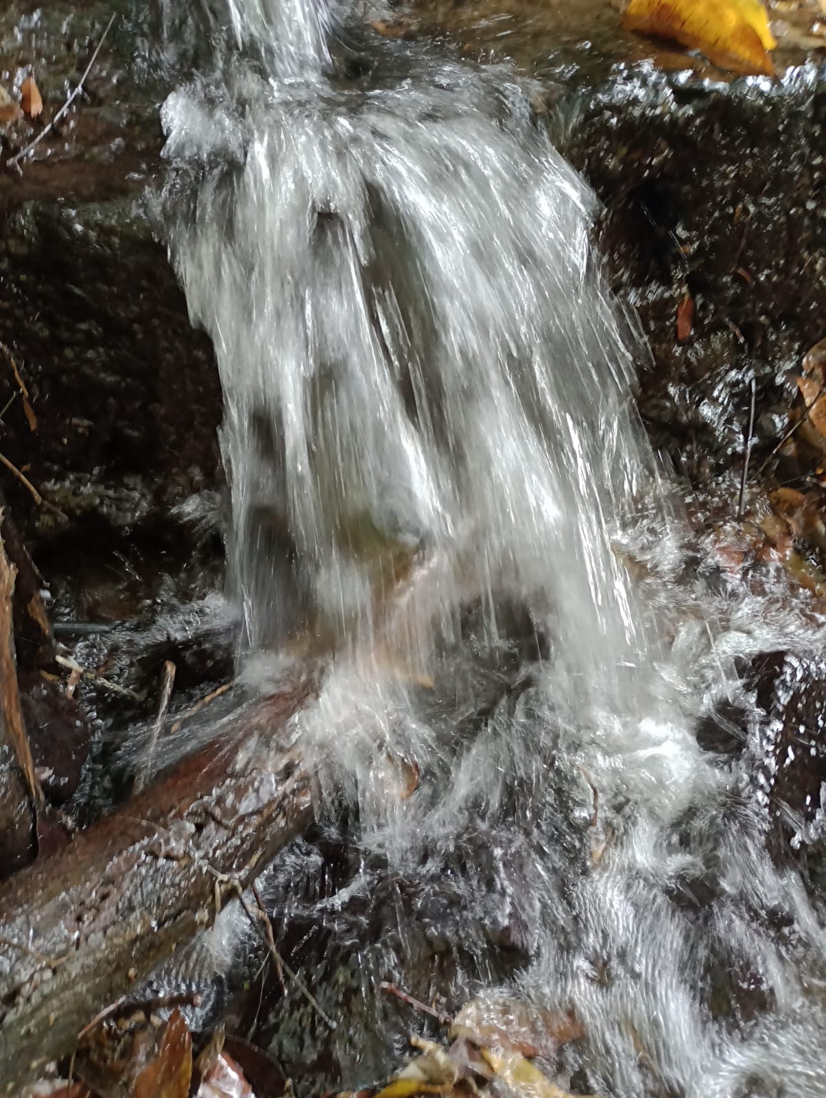 Pequeña cascada sobre rocas oscuras con hojas caídas, agua cristalina en movimiento