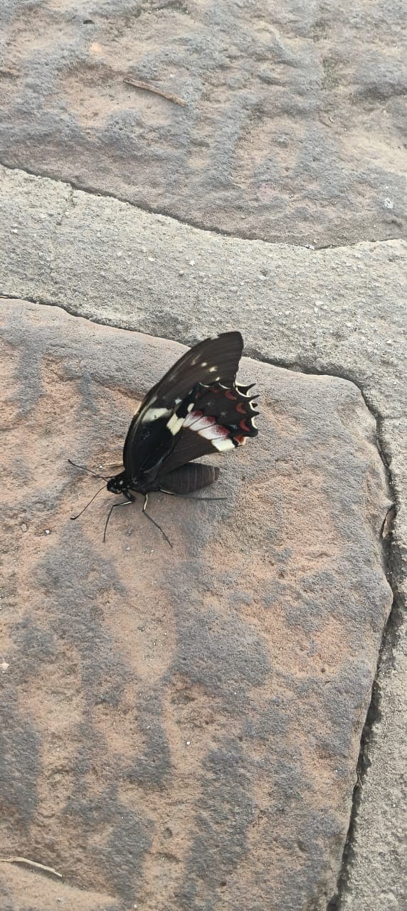 Mariposa negra con manchas rojas y blancas posada sobre piedra en Barichara