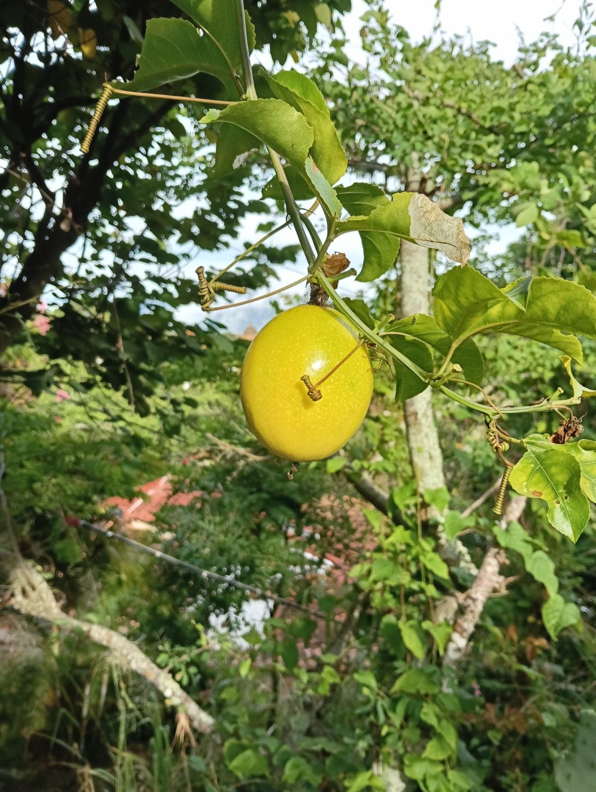 Planta de maracuyá creciendo